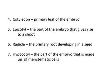 4. Cotyledon – primary leaf of the embryo
5. Epicotyl – the part of the embryo that gives rise
to a shoot
6. Radicle – the primary root developing in a seed
7. Hypocotyl – the part of the embryo that is made
up of meristematic cells