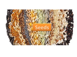 Seeds
 