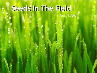 Seeds In The Field Ann Taylor 