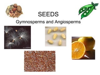 SEEDS
Gymnosperms and Angiosperms
