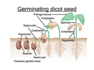 Germinating dicot seed