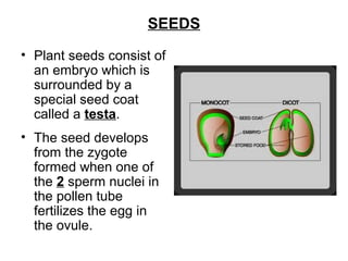 SEEDS
• Plant seeds consist of
an embryo which is
surrounded by a
special seed coat
called a testa.
• The seed develops
from the zygote
formed when one of
the 2 sperm nuclei in
the pollen tube
fertilizes the egg in
the ovule.