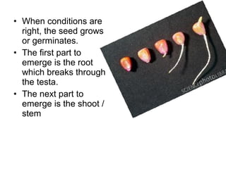 • When conditions are
right, the seed grows
or germinates.
• The first part to
emerge is the root
which breaks through
the testa.
• The next part to
emerge is the shoot /
stem
