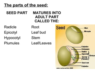 The parts of the seed:
SEED PART MATURES INTO
ADULT PART
CALLED THE:
Radicle Root
Epicotyl Leaf bud
Hypocotyl Stem
Plumules Leaf/Leaves