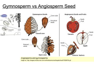 Gymnosperm vs Angiosperm Seed