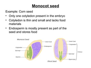 Monocot seed
Example: Corn seed
• Only one cotyledon present in the embryo
• Cotyledon is thin and small and lacks food
materials
• Endosperm is mostly present as part of the
seed and stores food