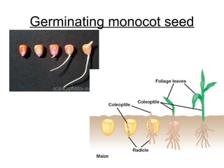 Germinating monocot seed