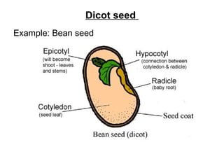 Dicot seed
Example: Bean seed