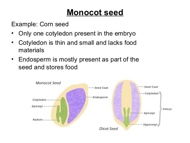 Seeds 2016