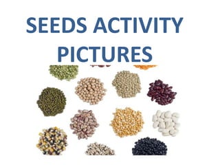 SEEDS ACTIVITY
PICTURES
 