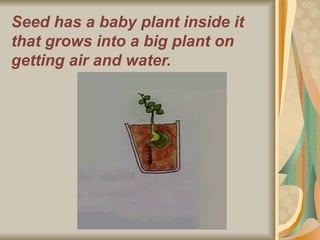 Seed has a baby plant inside it that grows into a big plant on getting air and water. 
