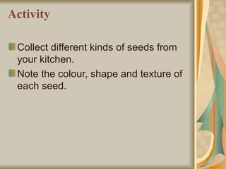 Activity Collect different kinds of seeds from your kitchen. Note the colour, shape and texture of each seed. 