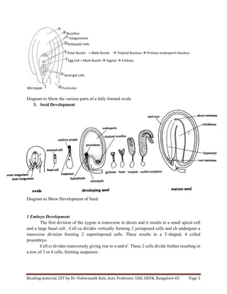 Reading	
  material,	
  SST	
  by	
  Dr.	
  Vishwanath	
  Koti,	
  Asst.	
  Professor,	
  UAS,	
  GKVK,	
  Bangalore-­‐65	
   Page	
  3	
  
	
  
Diagram to Show the various parts of a fully formed ovule
3. Seed Development
Diagram to Show Development of Seed
1 Embryo Development
The first division of the zygote is transverse in dicots and it results in a small apical cell
and a large basal cell . Cell ca divides vertically forming 2 juxtaposed cells and cb undergoes a
transverse division forming 2 superimposed cells. These results in a T-shaped, 4 celled
proembryo.
Cell ci divides transversely giving rise to n and n'. These 2 cells divide further resulting in
a row of 3 or 4 cells, forming suspensor.
Nucellus	
  
Integuments	
  
Antipodal	
  cells	
  
Polar	
  Nuclei	
  	
  	
  	
  +	
  Male	
  Nuclei	
  	
  	
  	
  à	
  Triploid	
  Nucleus	
  à	
  Primary	
  endosperm	
  Nucleus	
  
Egg	
  Cell	
  +	
  Male	
  Nuclei	
  à	
  Zygote	
  à	
  Embryo	
  	
  
Synergid	
  cells	
  
Funiculus	
  Micropyle	
  
 