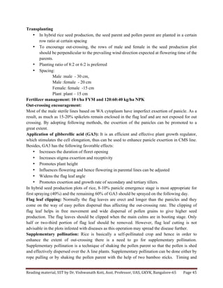 Reading	
  material,	
  SST	
  by	
  Dr.	
  Vishwanath	
  Koti,	
  Asst.	
  Professor,	
  UAS,	
  GKVK,	
  Bangalore-­‐65	
   Page	
  45	
  
	
  
Transplanting
• In hybrid rice seed production, the seed parent and pollen parent are planted in a certain
row ratio at certain spacing
• To encourage out-crossing, the rows of male and female in the seed production plot
should be perpendicular to the prevailing wind direction expected at flowering time of the
parents.
• Planting ratio of 8:2 or 6:2 is preferred
• Spacing:
Male :male - 30 cm,
Male :female - 20 cm
Female: female -15 cm
Plant :plant – 15 cm
Fertilizer management: 10 t/ha FYM and 120:60:40 kg/ha NPK
Out-crossing encouragement:
Most of the male sterile lines based on WA cytoplasm have imperfect exsertion of panicle. As a
result, as much as 15-20% spikelets remain enclosed in the flag leaf and are not exposed for out
crossing. By adopting following methods, the exsertion of the panicles can be promoted to a
great extent.
Application of gibberellic acid (GA3): It is an efficient and effective plant growth regulator,
which stimulates the cell elongation, thus can be used to enhance panicle exsertion in CMS line.
Besides, GA3 has the following favorable effects:
• Increases the duration of floret opening
• Increases stigma exsertion and receptivity
• Promotes plant height
• Influences flowering and hence flowering in parental lines can be adjusted
• Widens the flag leaf angle
• Promotes exsertion and growth rate of secondary and tertiary tillers.
In hybrid seed production plots of rice, 8-10% panicle emergence stage is most appropriate for
first spraying (40%) and the remaining 60% of GA3 should be sprayed on the following day.
Flag leaf clipping: Normally the flag leaves are erect and longer than the panicles and they
come on the way of easy pollen dispersal thus affecting the out-crossing rate. The clipping of
flag leaf helps in free movement and wide dispersal of pollen grains to give higher seed
production. The flag leaves should be clipped when the main culms are in booting stage. Only
half or two-third portion of flag leaf should be removed. However, flag leaf cutting is not
advisable in the plots infested with diseases as this operation may spread the disease further.
Supplementary pollination: Rice is basically a self-pollinated crop and hence in order to
enhance the extent of out-crossing there is a need to go for supplementary pollination.
Supplementary pollination is a technique of shaking the pollen parent so that the pollen is shed
and effectively dispersed over the A line plants. Supplementary pollination can be done either by
rope pulling or by shaking the pollen parent with the help of two bamboo sticks. Timing and
 