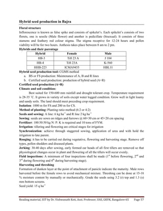 Reading	
  material,	
  SST	
  by	
  Dr.	
  Vishwanath	
  Koti,	
  Asst.	
  Professor,	
  UAS,	
  GKVK,	
  Bangalore-­‐65	
   Page	
  57	
  
	
  
Hybrid seed production in Bajra
Floral structure
Inflorescence is known as false spike and consists of spikelet’s. Each spikelet’s consists of two
florets, one is sessile (Male flower) and another is pedicillate (bisexual). It consists of three
stamens and feathery red colour stigma. The stigma receptive for 12-24 hours and pollen
viability will be for two hours. Anthesis takes place between 8 am to 2 pm.
Hybrids and their parentage
Hybrid Female Male
HB-3 Tift 23 A J 104
HB-4 Tift 23A K-560
HHB-223 ICMA9455 HBL11
Hybrid seed production tool: CGMS method
a. BS or FS production: Maintenance of A, B and R lines
b. Certified seed production: production of hybrid seed (A×R)
Certified seed production (A×R)
Climate and soil condition:
Best suited for 150-600 mm rainfall and drought tolerant crop. Temperature requirement
is 28-35 ˚C. It grows in variety of soils except water logged condition. Grow well in light loamy
and sandy soils. The land should meet preceding crop requirement.
Isolation: 1000 m for FS and 200 m for CS.
Method of planting: Planting ratio method (6:2 or 4:2)
Seeds and sowing: A line: 6 kg ha-1
and R line 2 kg ha-1
Sowing: seeds are sown on ridges and furrows @ 60×30 cm or 45×20 cm spacing
Fertilizer: 100:50:50 kg N: P: K is required and 10 tons of FYM.
Irrigation: tillering and flowering are critical stages for irrigation
Synchronization: achieve through staggered sowing, application of urea and with hold the
irrigation to late parent.
Rouging: it has to be carried out during vegetative, flowering and harvesting stage. Remove off
types, pollen shedders and diseased plants.
Jerking: 30-40 days after sowing, early formed ear heads of all first tillers are removed so that
physiological changes occur in plant and flowering of all the tillers will occur evenly.
Field inspections: A minimum of four inspections shall be made (1st
before flowering, 2nd
and
3rd
during flowering and 4th
during harvesting stage).
Harvesting and threshing
Formation of dunken layer at the point of attachment of panicle indicate the maturity. Male rows
harvested before the female rows to avoid mechanical mixture. Threshing can be done at 15-18
% moisture content by manually or mechanically. Grade the seeds using 3.2 (r) top and 1.3 (s)
mm bottom screens.
Seed yield: 15 q ha-1
 