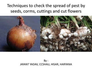Techniques to check the spread of pest by
seeds, corms, cuttings and cut flowers
By :
JAYANT YADAV, CCSHAU, HISAR, HARYANA
 