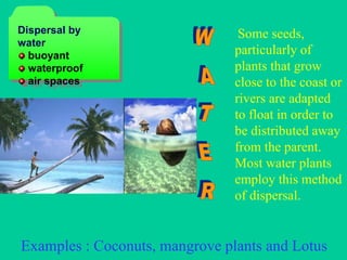 Some seeds,
particularly of
plants that grow
close to the coast or
rivers are adapted
to float in order to
be distributed away
from the parent.
Most water plants
employ this method
of dispersal.
Examples : Coconuts, mangrove plants and Lotus
Dispersal by
water
buoyant
waterproof
air spaces
 