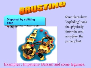Some plants have
"exploding" pods
that physically
throw the seed
away from the
parent plant.
Examples : Impatiens/ Balsam and some legumes.
Dispersal by splitting
open
dry and hard fruit wall
 