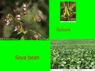 Balsam
Soya bean
 