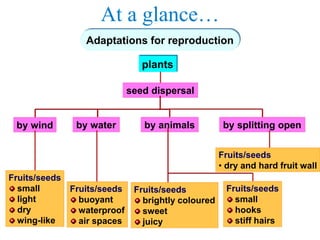 At a glance…
Adaptations for reproduction
plants
seed dispersal
by wind by water by splitting openby animals
Fruits/seeds
small
light
dry
wing-like
Fruits/seeds
buoyant
waterproof
air spaces
Fruits/seeds
brightly coloured
sweet
juicy
Fruits/seeds
small
hooks
stiff hairs
Fruits/seeds
• dry and hard fruit wall
 