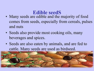 Edible seedS
• Many seeds are edible and the majority of food
comes from seeds, especially from cereals, pulses
and nuts
• Seeds also provide most cooking oils, many
beverages and spices.
• Seeds are also eaten by animals, and are fed to
cattle. Many seeds are used as birdseed.
 