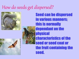 How do seeds get dispersed?
Seed can be dispersed
in various manners;
this is normally
dependant on the
physical
characteristics of the
seed or seed coat or
the fruit containing the
seed.
 