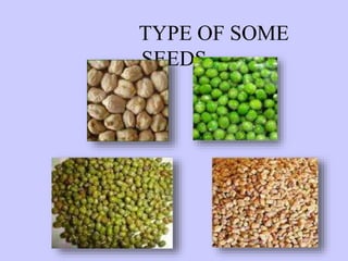 TYPE OF SOME
SEEDS
 