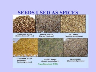 SEEDS USED AS SPICES
 
