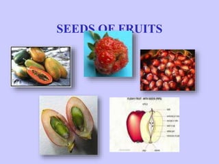 SEEDS OF FRUITS
 