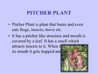 PITCHER PLANT
• Pitcher Plant is plant that hunts and even
eats frogs, insects, move etc.
• It has a pitcher like structure and mouth is
covered by a leaf. It has a smell which
attracts insects to it. When insects lands on
its mouth it gets trapped and can’t get out.
 