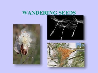 WANDERING SEEDS
 