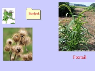 Foxtail
Burdock
 