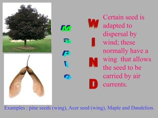 Certain seed is
adapted to
dispersal by
wind; these
normally have a
wing that allows
the seed to be
carried by air
currents.
Examples : pine seeds (wing), Acer seed (wing), Maple and Dandelion.
 