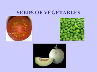 Seeds desperal