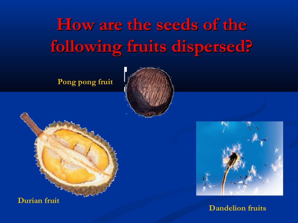Seeds dispersal