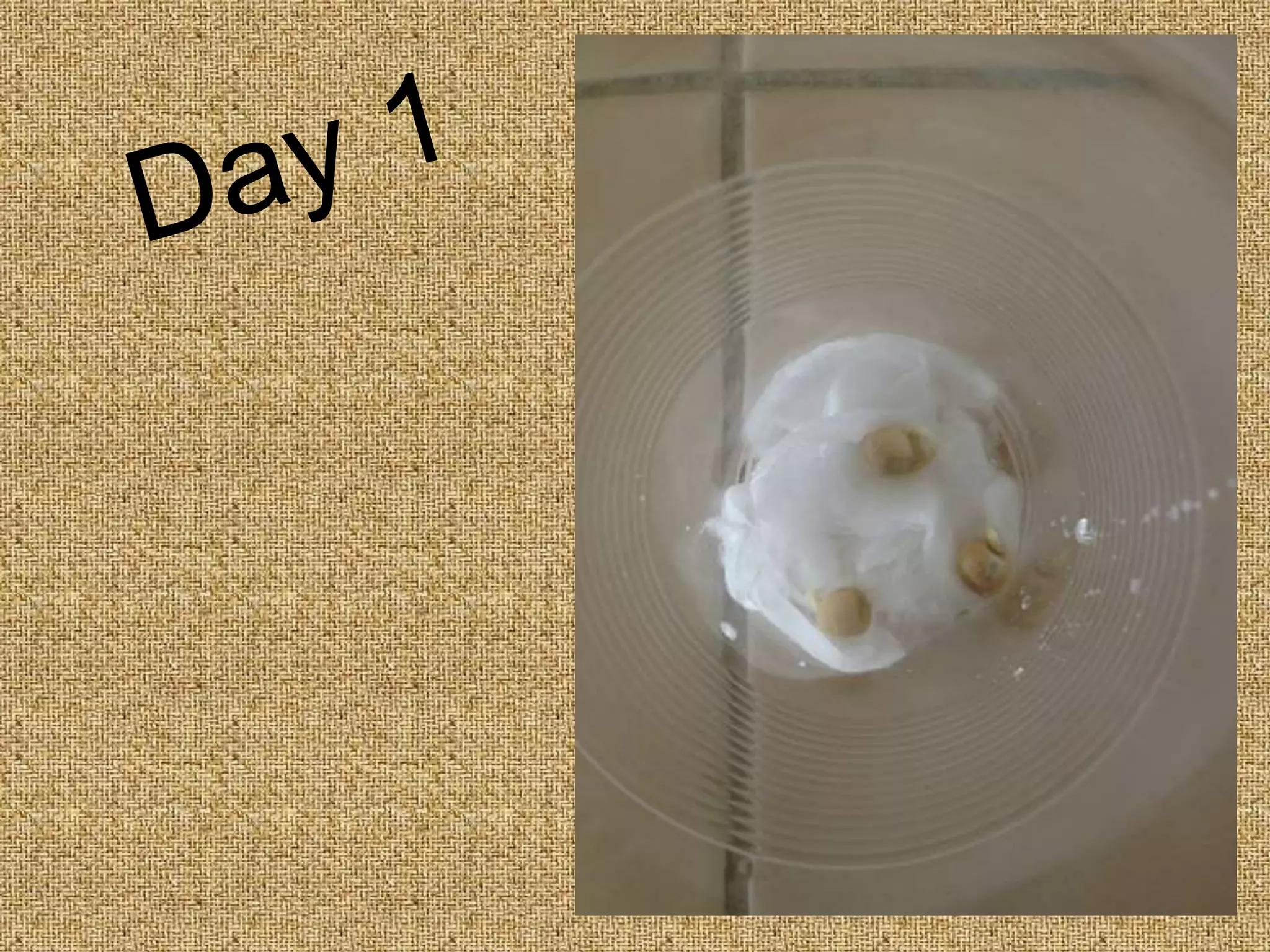 Seed Germination - Photo Sequence