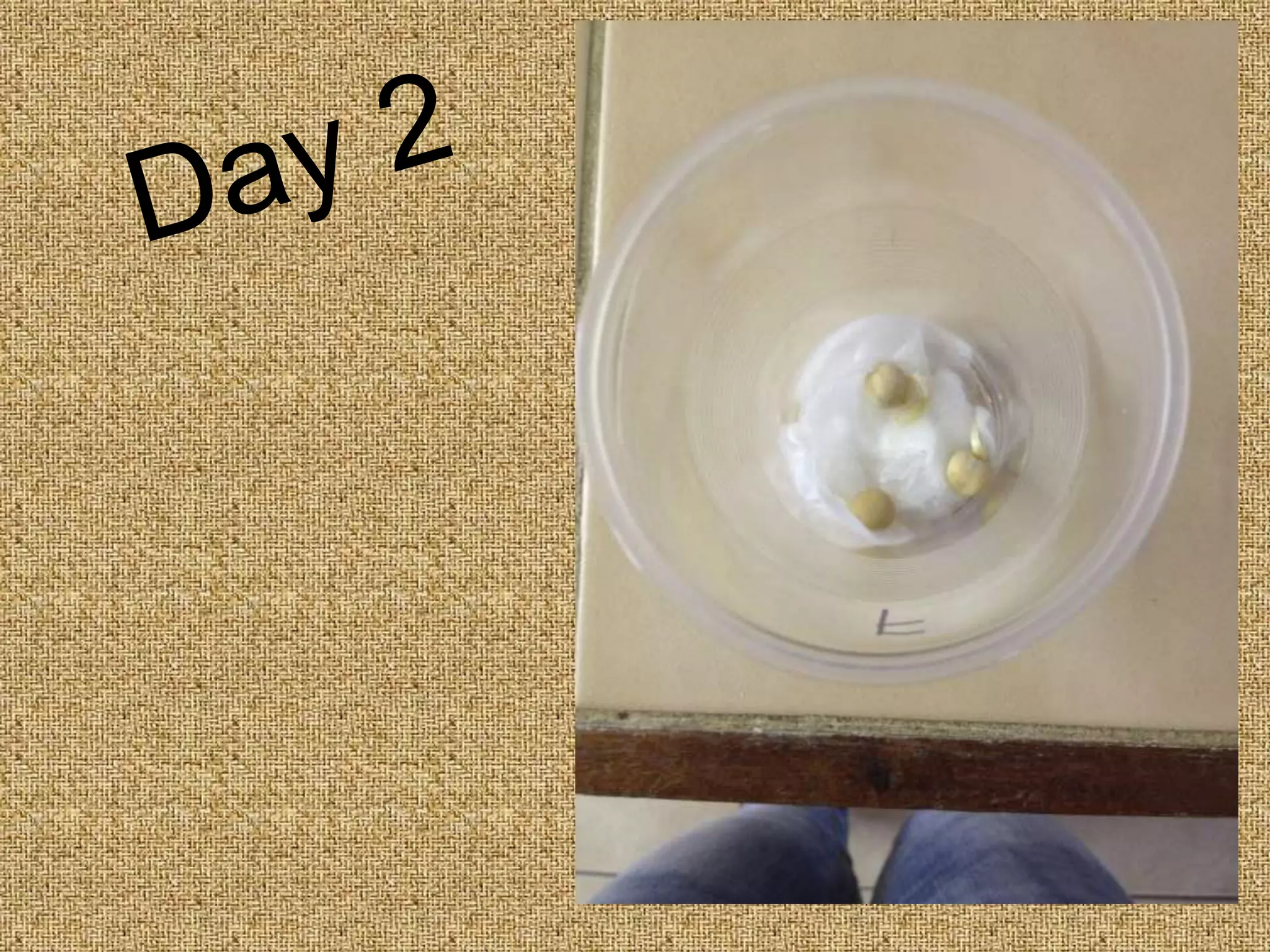 Seed Germination - Photo Sequence