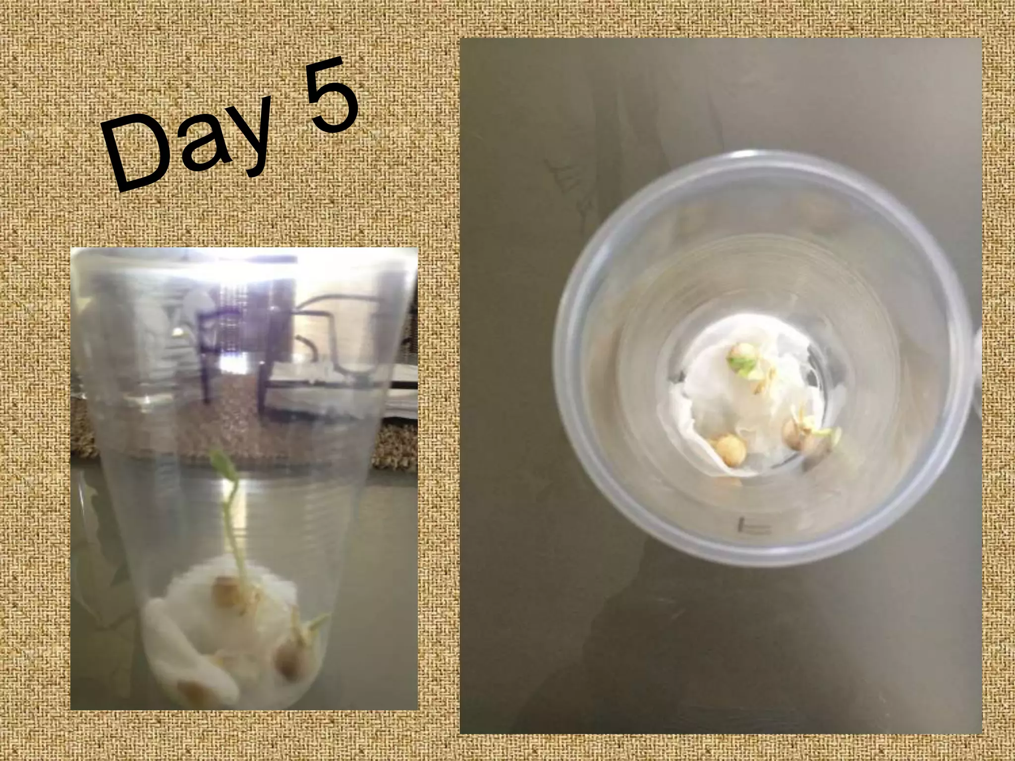 Seed Germination - Photo Sequence