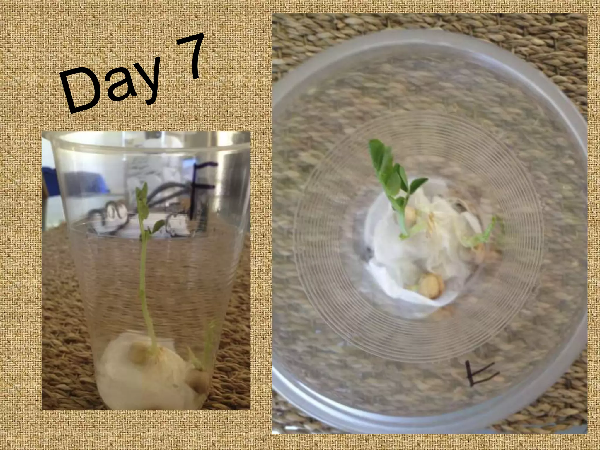 Seed Germination - Photo Sequence