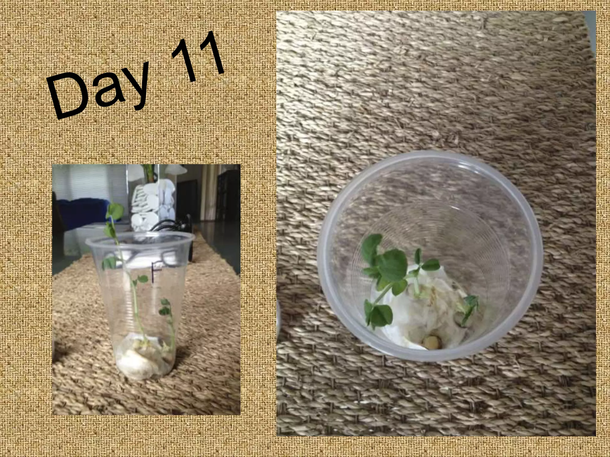 Seed Germination - Photo Sequence