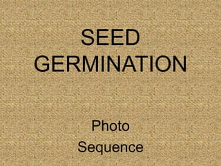 SEED
GERMINATION
Photo
Sequence
 