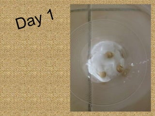 Seed Germination - Photo Sequence