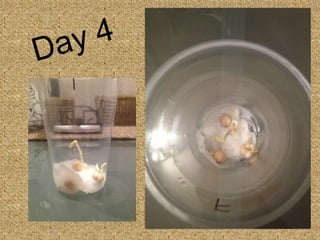 Seed Germination - Photo Sequence