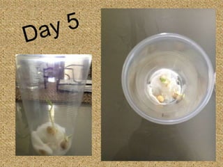 Seed Germination - Photo Sequence
