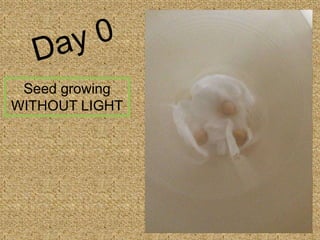 Seed growing
WITHOUT LIGHT
 