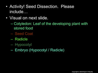 Seeds, Seed Plants, Parts of a Seed, George Washington Carver, Young ...