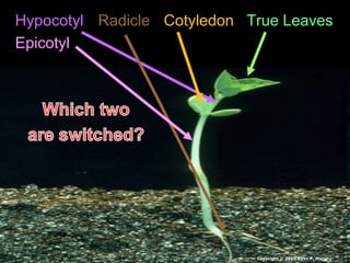 Hypocotyl Radicle Cotyledon True Leaves
Epicotyl
Copyright © 2010 Ryan P. Murphy
 