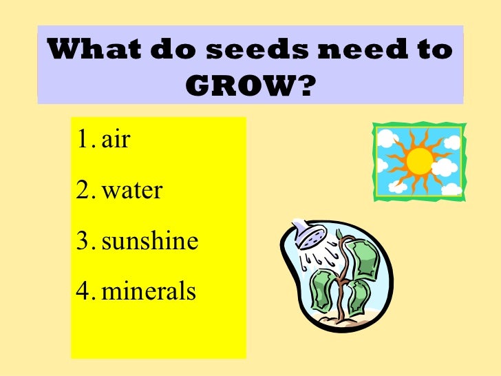 Seeds grow