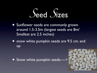 Seed Sizes
• Sunﬂower seeds are commonly grown
  around 1.5-3.5m (largest seeds are 8m/
  Smallest are 2.5 inches)
• snow white pumpkin seeds are 9.5 cm. and
  up


• Snow white pumpkin seeds---->
 