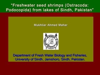 ““Freshwater seed shrimps (Ostracoda:Freshwater seed shrimps (Ostracoda:
Podocopida) from lakes of Sindh, Pakistan”Podocopida) from lakes of Sindh, Pakistan”
Mukhtiar Ahmed MaharMukhtiar Ahmed MaharMukhtiar Ahmed MaharMukhtiar Ahmed Mahar
Department of Fresh Water Biology and Fisheries,Department of Fresh Water Biology and Fisheries,
University of Sindh, Jamshoro, Sindh, Pakistan.University of Sindh, Jamshoro, Sindh, Pakistan.
 